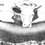 “JACK” COW