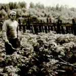 HILLER-“PODRUCHNIK”