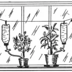 FICUS ON A DRIP