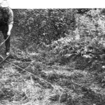 WINCH: PLOWMAN, ROOT PULLER, AND… MINER