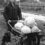 All kinds of wheelbarrows are needed