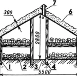 Mushroom growing by Grachev