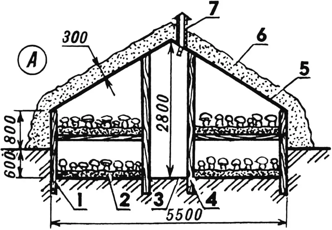 Champignon growing: history, Grachev greenhouses, agronomy