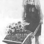 PIGGY FOR THE HARVEST