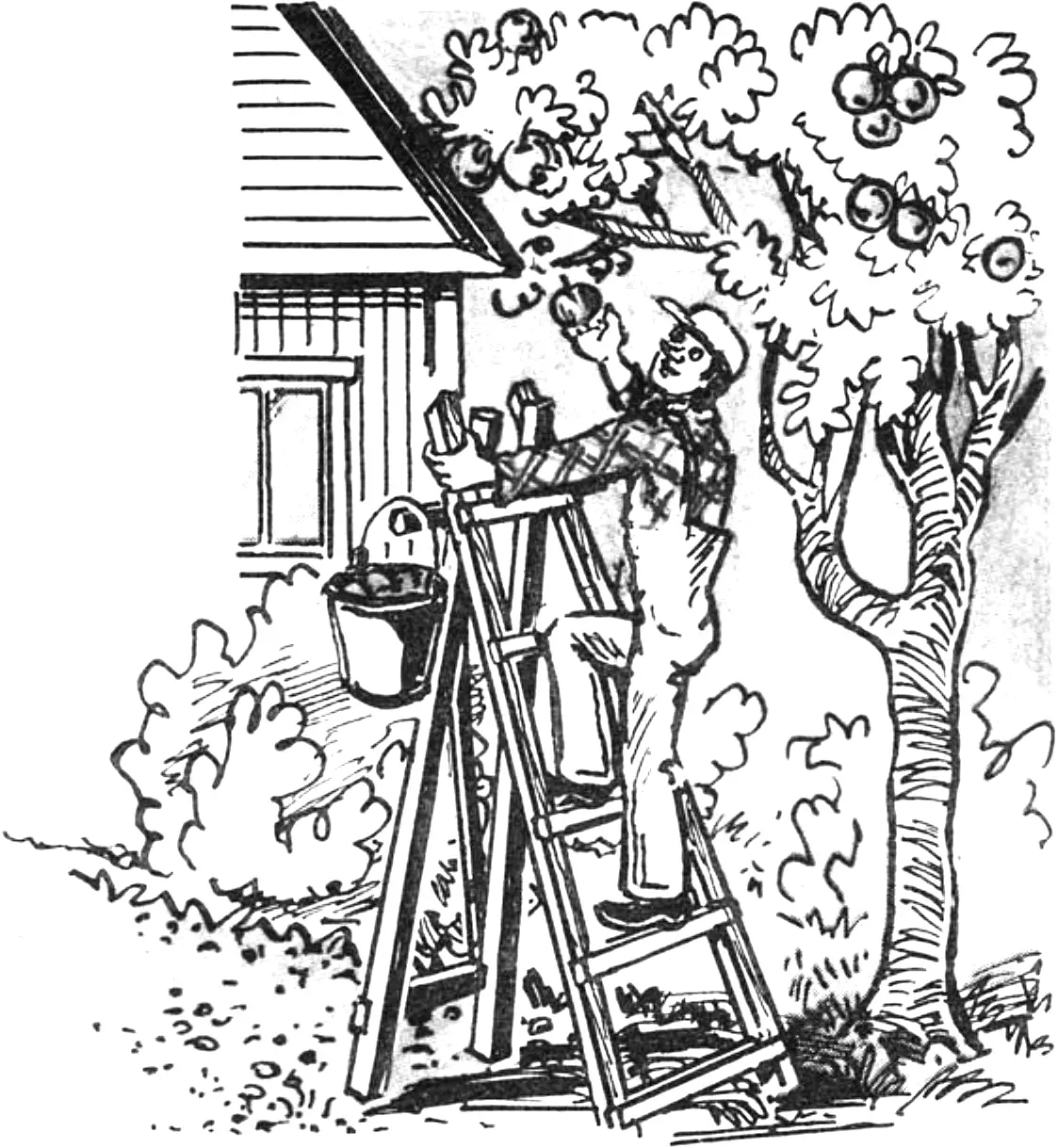 Ladder stepladder: harvesting fruit from tall trees