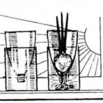 GARDEN ON THE WINDOWSILL